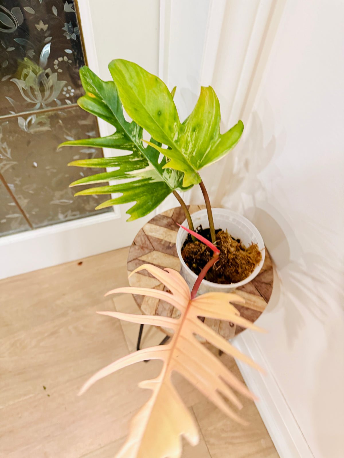 Philodendron Florida Beauty x Tortum 1