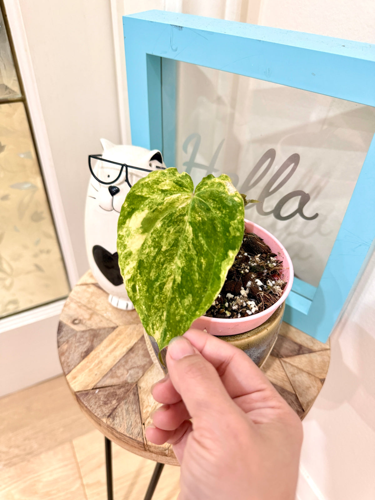 Anthurium Papillilaminum Variegated x RLFS