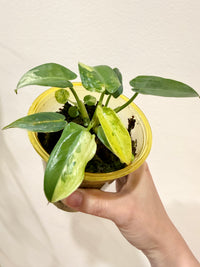 Philodendron Ilsemanii