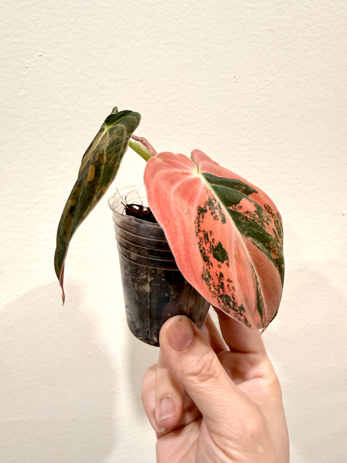 Philodendron Melanocrysum Orange "Bonfire"