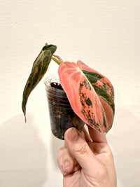 Philodendron Melanocrysum Orange "Bonfire"
