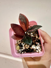 ZZ Pink Plant