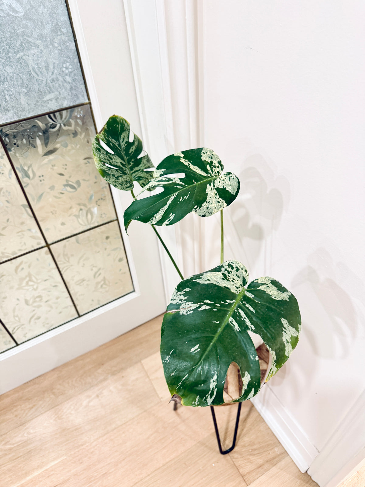 Monstera Bulbasaur