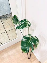 Monstera Bulbasaur