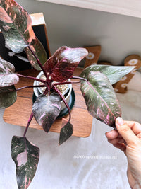 Philodendron Pink Princess Galaxy