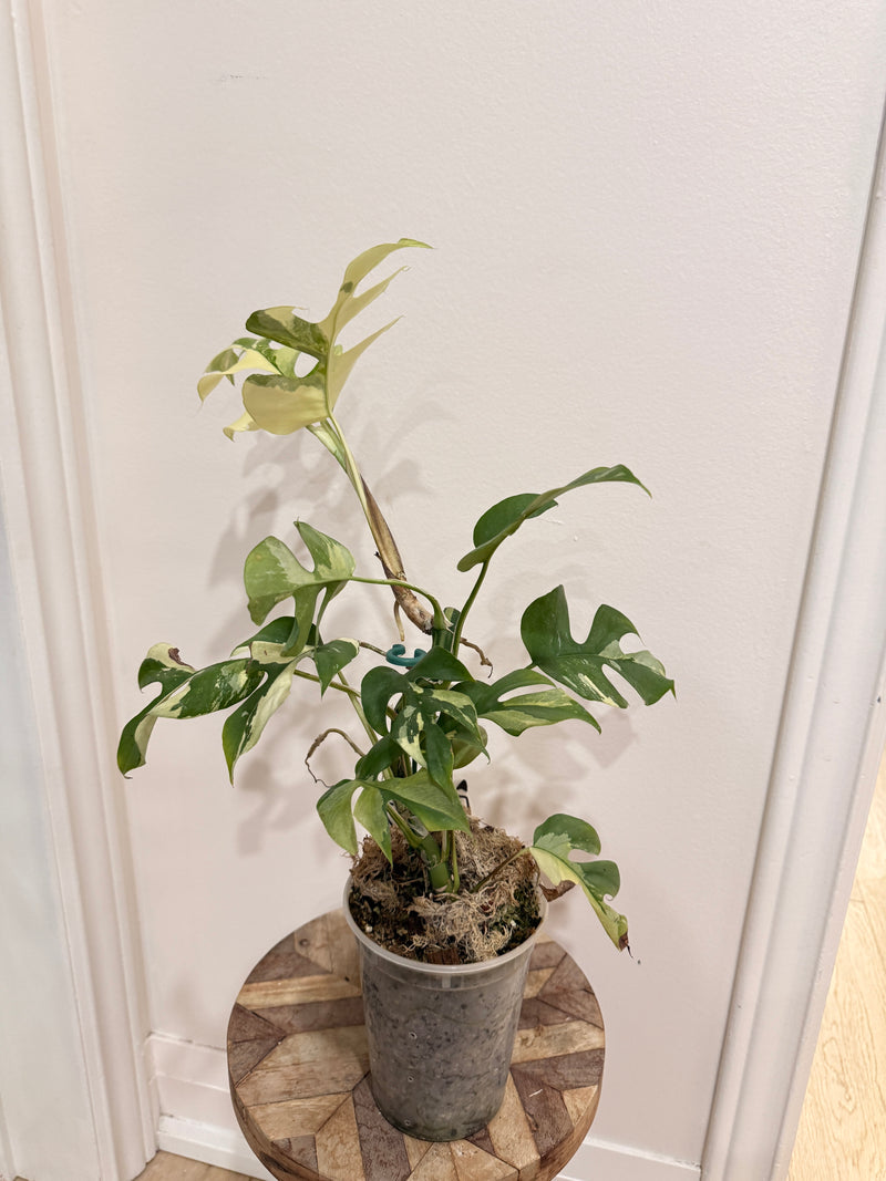 Rhaphidophora Tetrasperma Albo
