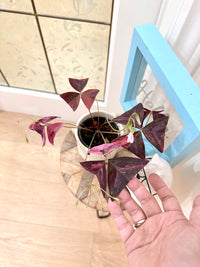 Oxalis Triangularis Variegated
