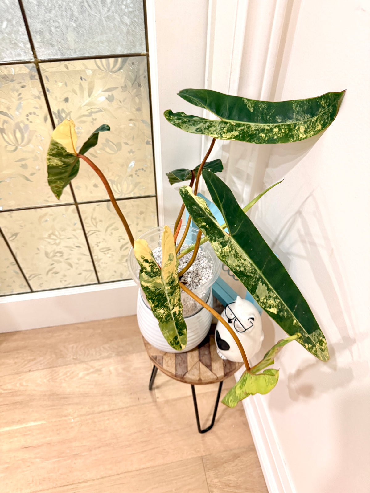 Philodendron Billietiae Variegated