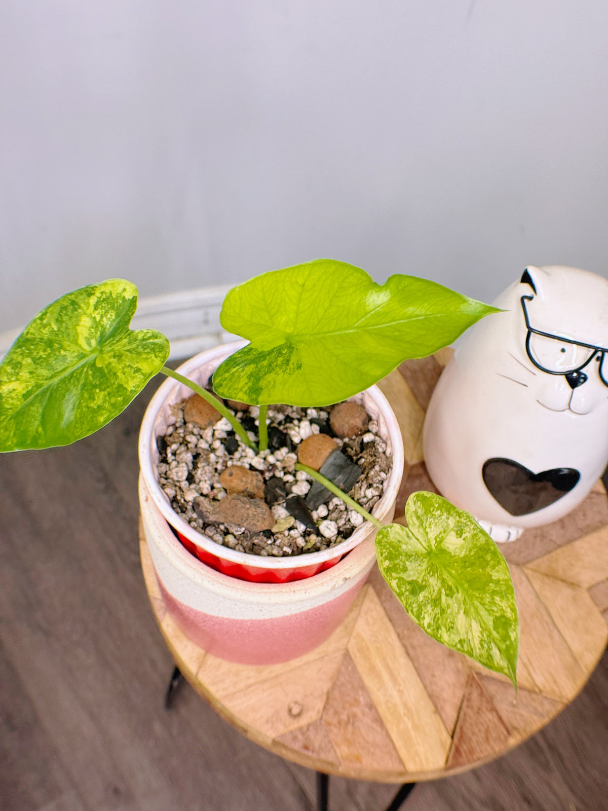 Alocasia Gageana Mint