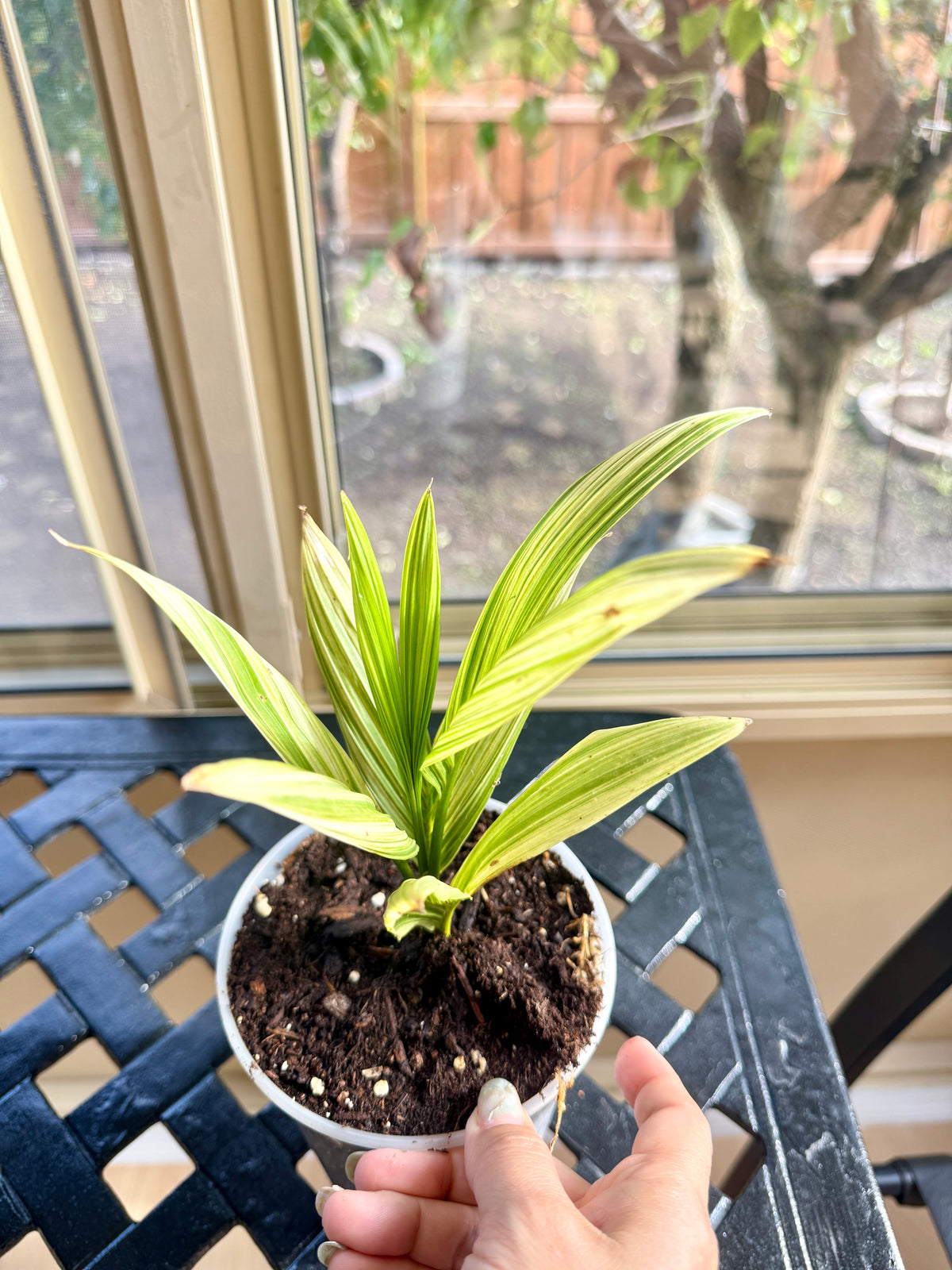 Coconut Palm Variegated