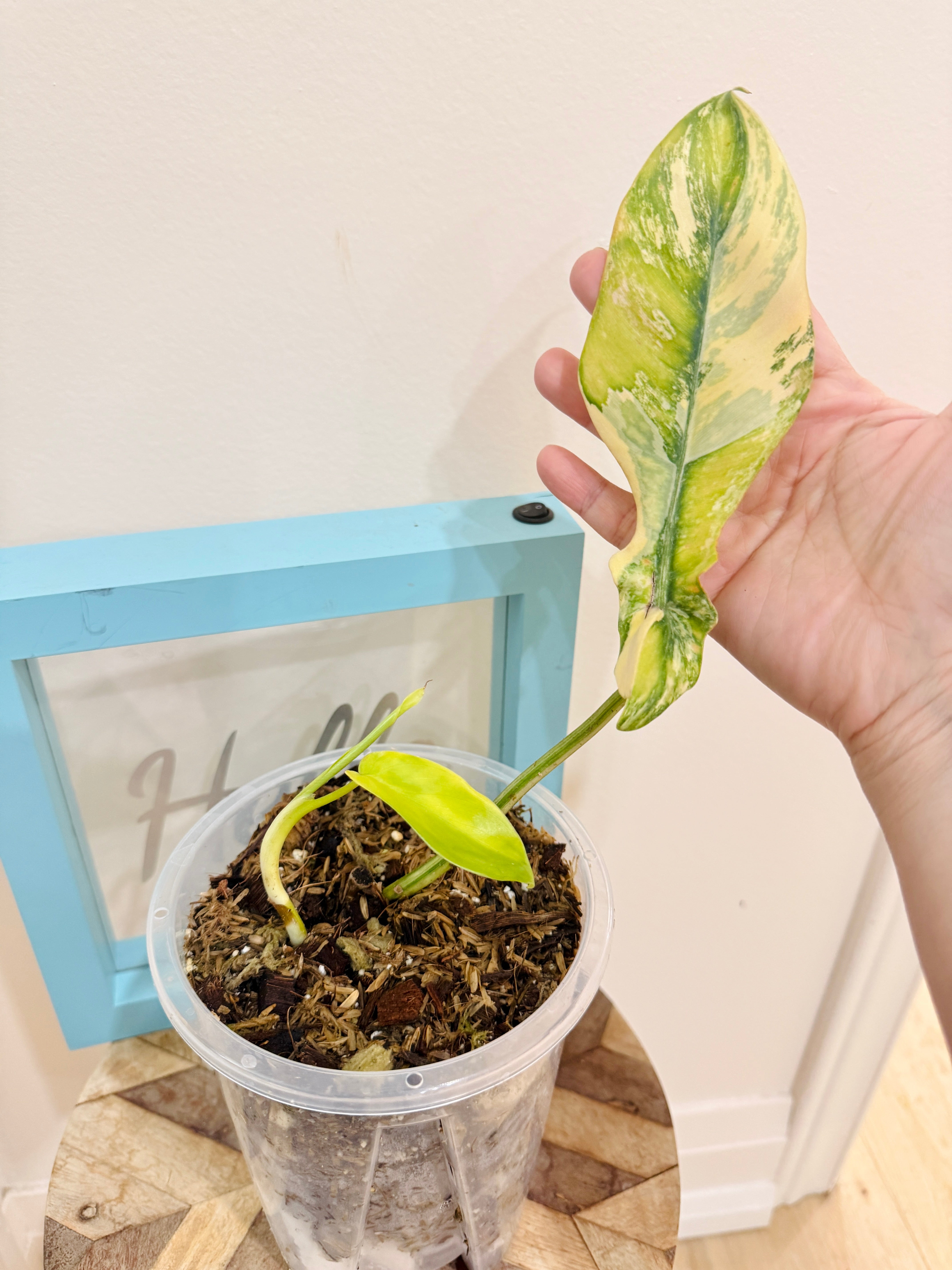 あ*お様 tropical  2ED Tropical Plants – Anna's Garden, Home & Wellness