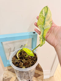Philodendron Flobe x Bobcee