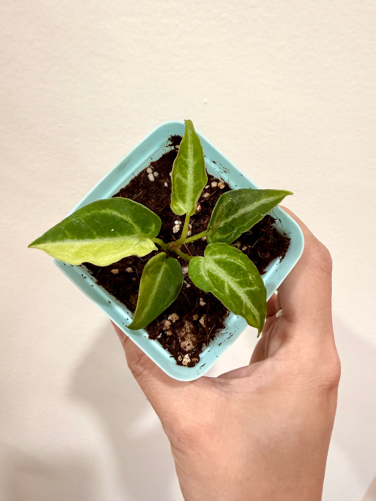 ANTHURIUM RED HOPE x FORGETI SILVER VARIEGATED