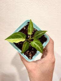 ANTHURIUM RED HOPE x FORGETI SILVER VARIEGATED