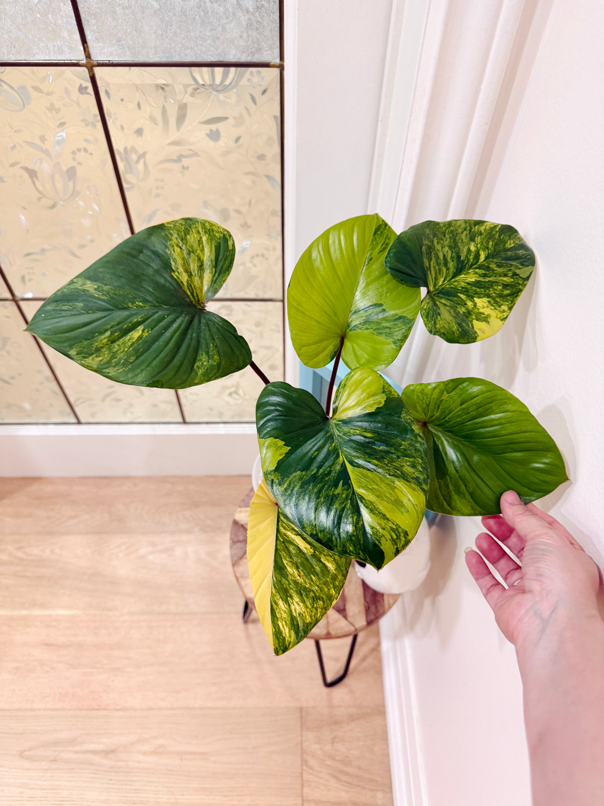 Homalomena Rubescen Tricolour