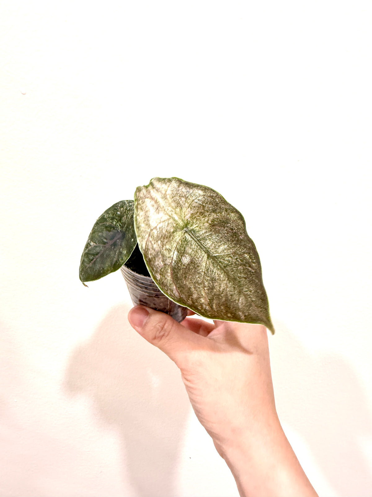 Alocasia Azlanii Pink Variegated