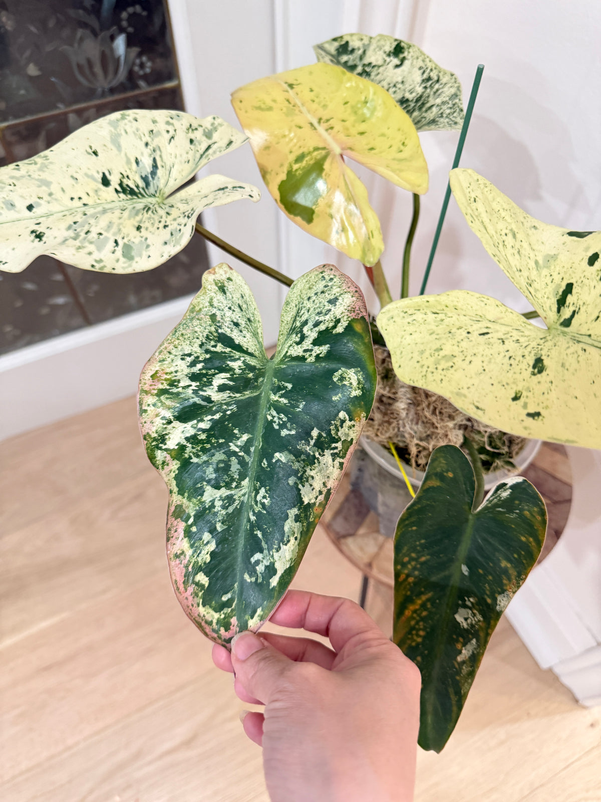 Philodendron Ilsemanii
