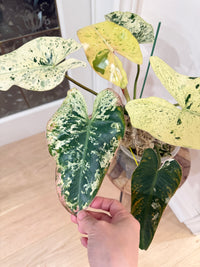 Philodendron Ilsemanii