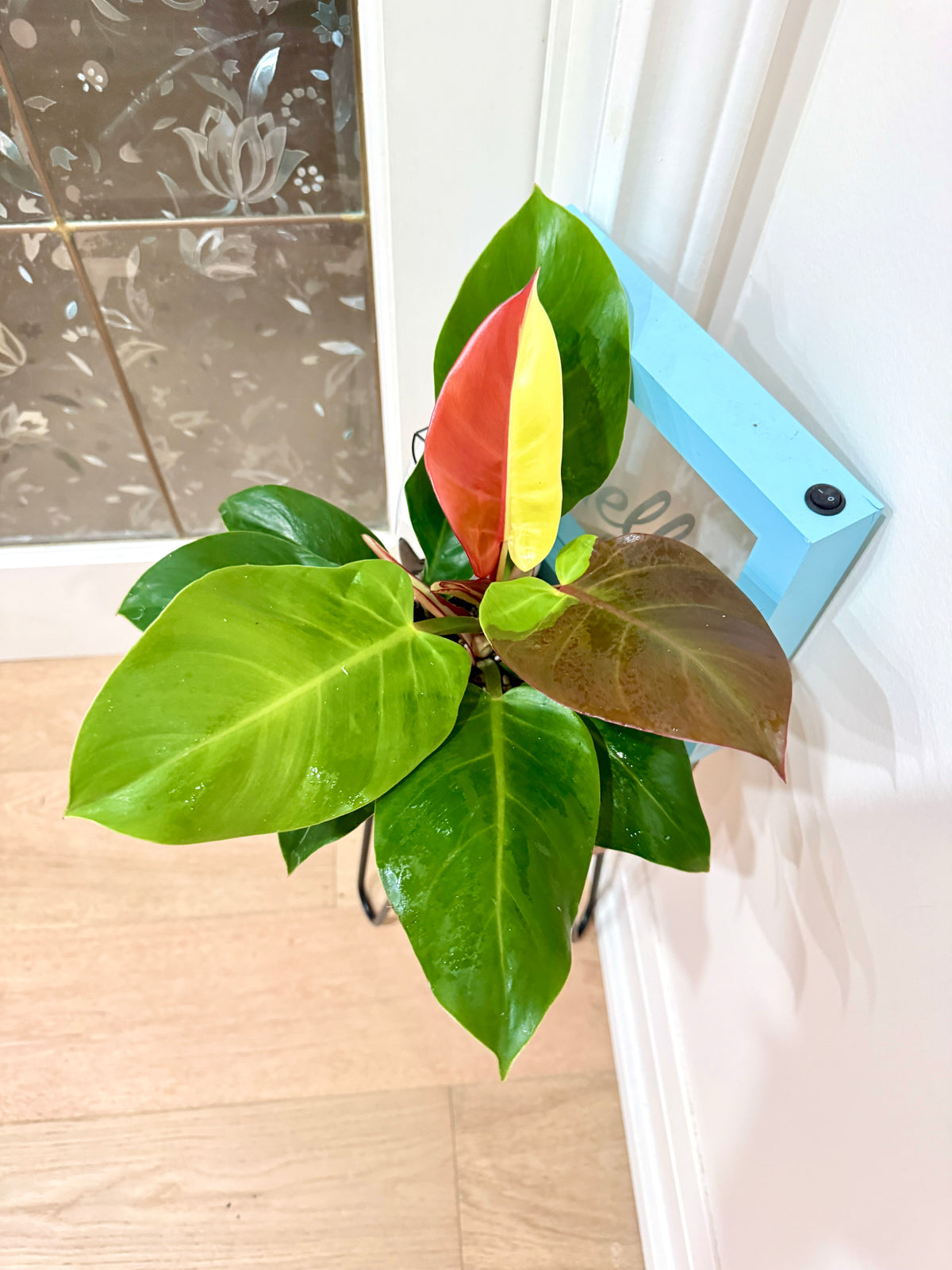 Philodendron Red Moon Variegated