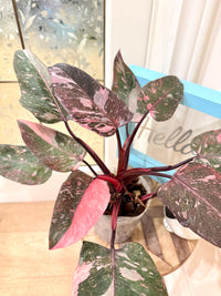 Philodendron Pink Princess Galaxy