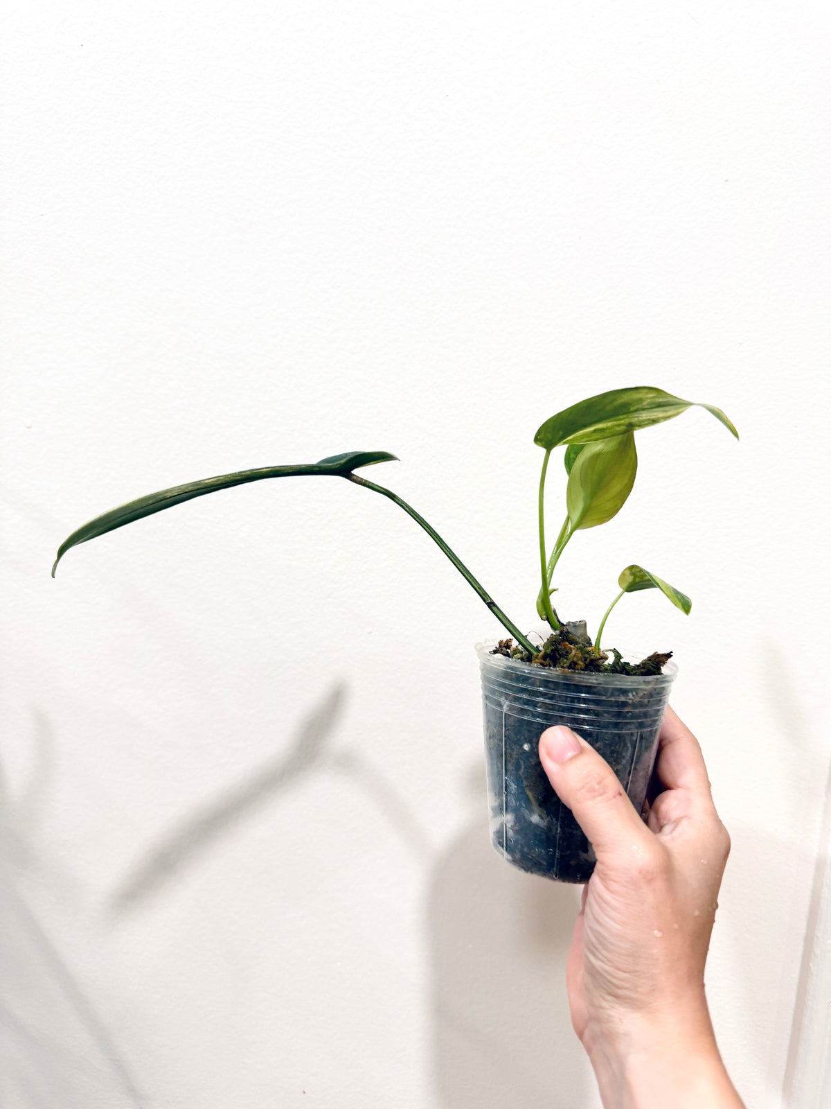 Philodendron Longilobatum Lelano Miyano Variegated