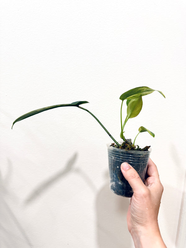 Philodendron Longilobatum Lelano Miyano Variegated