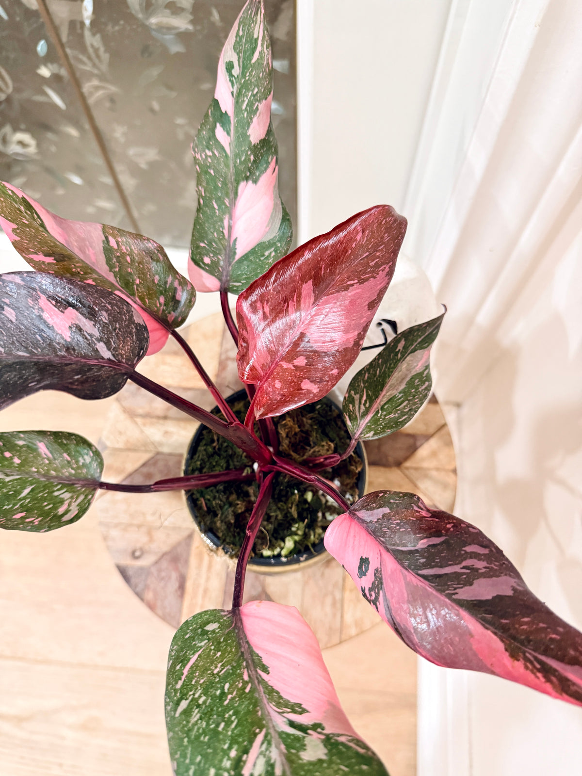 Philodendron Pink Princess Galaxy