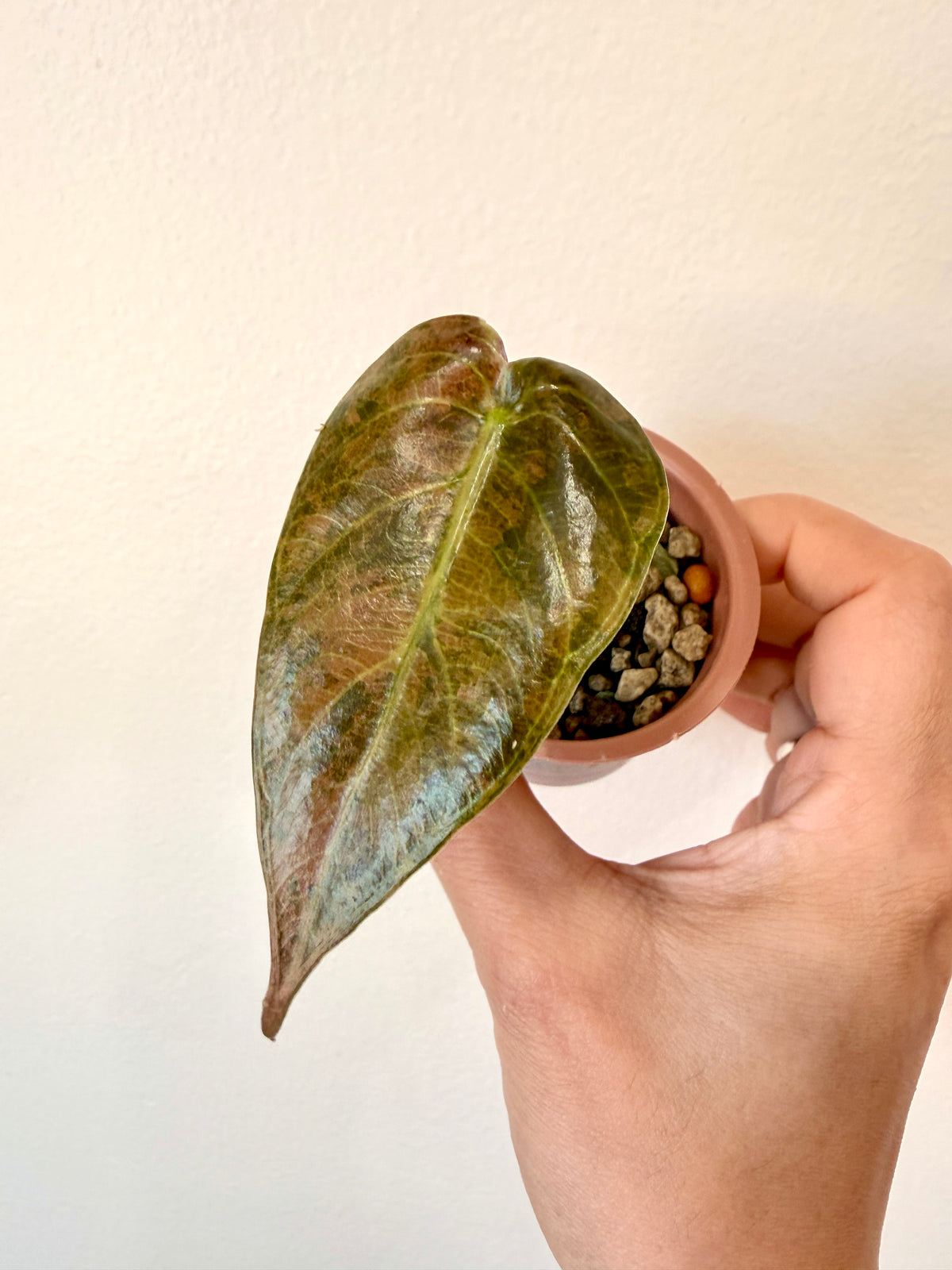 Alocasia Sedenii Aurea