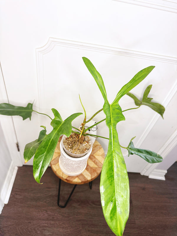 Philodendron Longilobatum Lelano Miyano