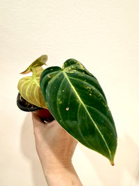 Philodendron Melanocrysum Orange "Bonfire"