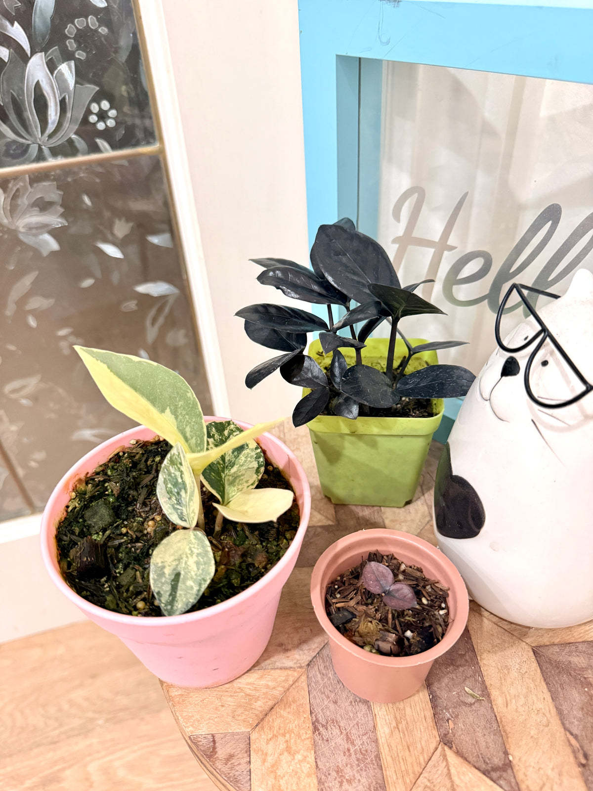 ZZ Plant combo of 3