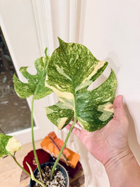Monstera Legacy Compacta