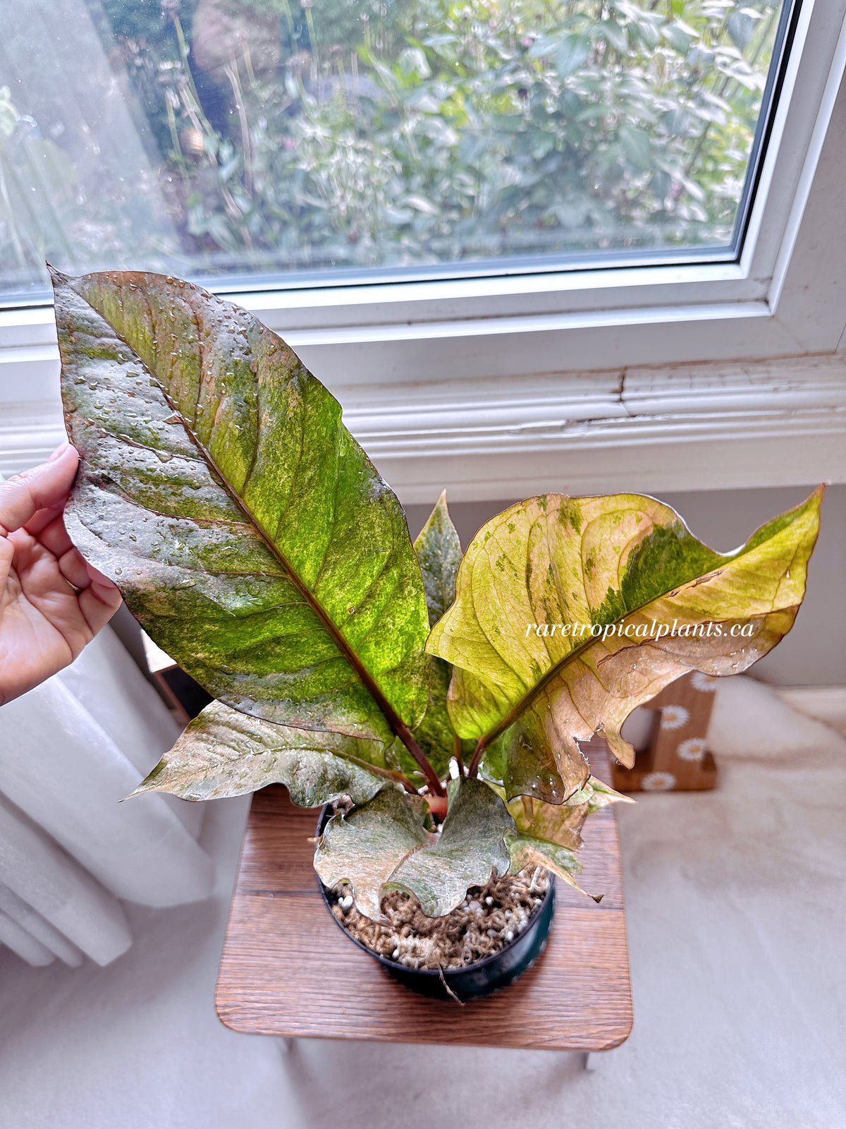 Anthurium Hookeri Pink