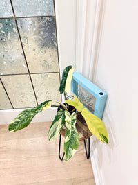 Philodendron Florida Beauty x Bobcee Variegated