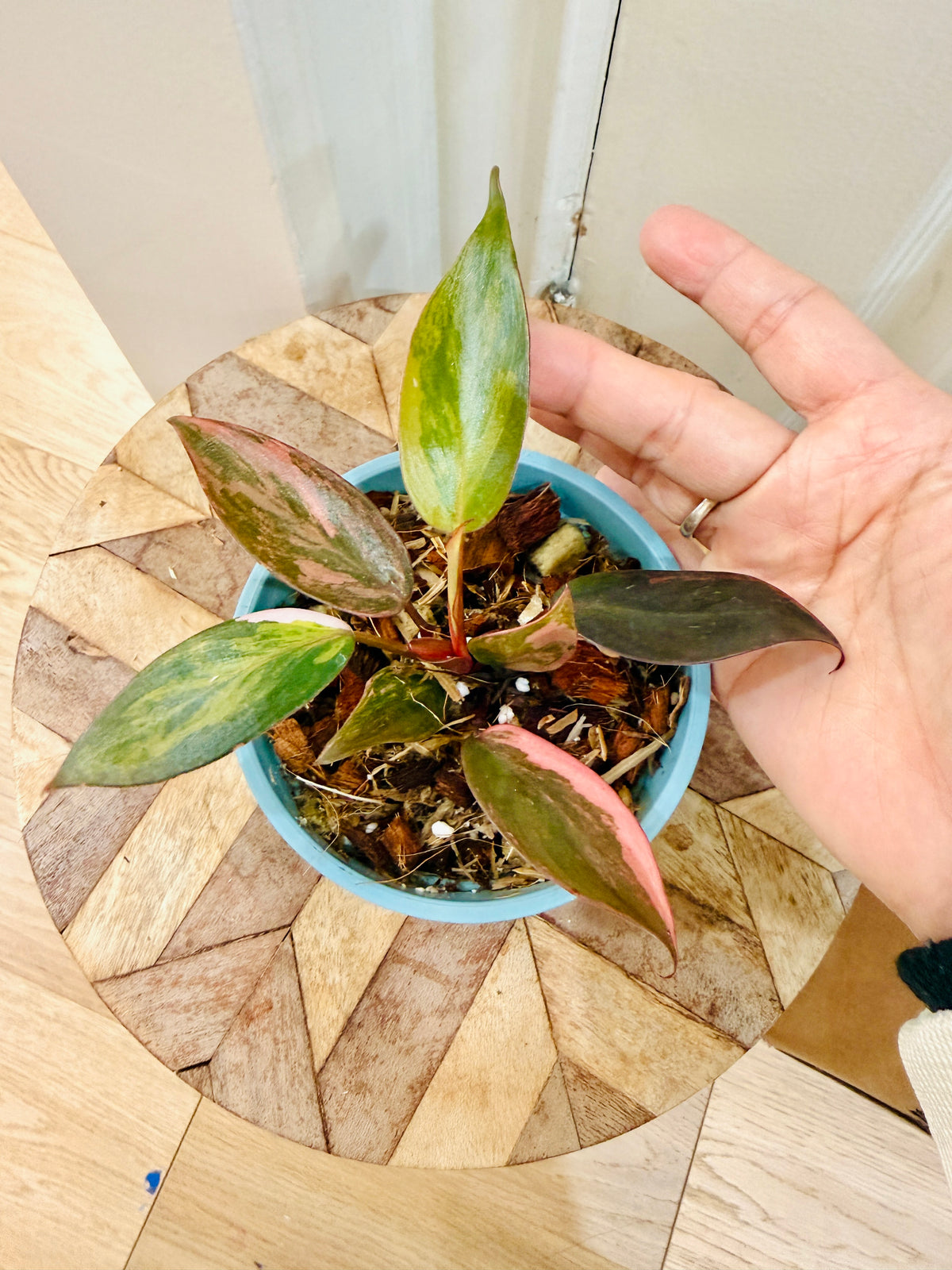 Philodendron Pink Princess Tricolour
