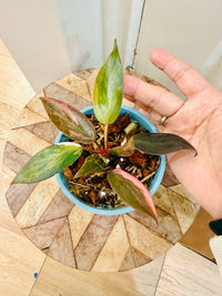 Philodendron Pink Princess Tricolour