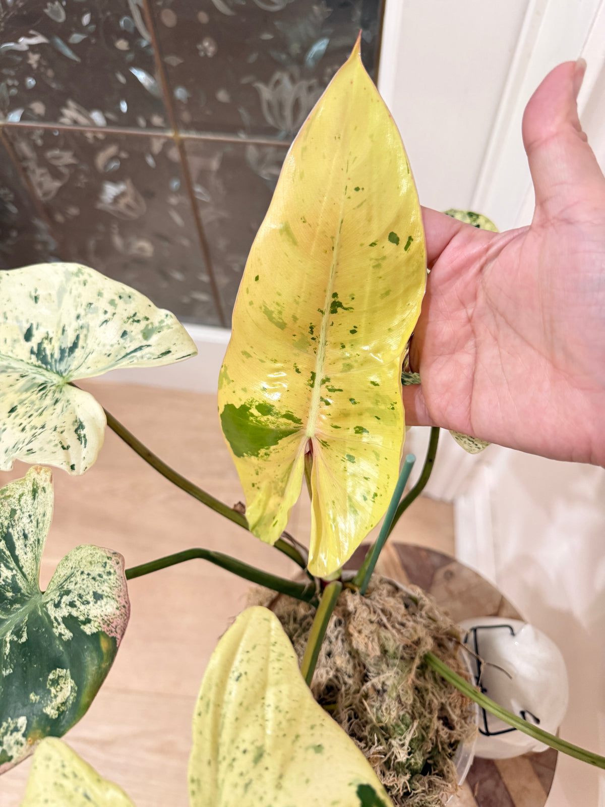 Philodendron Ilsemanii