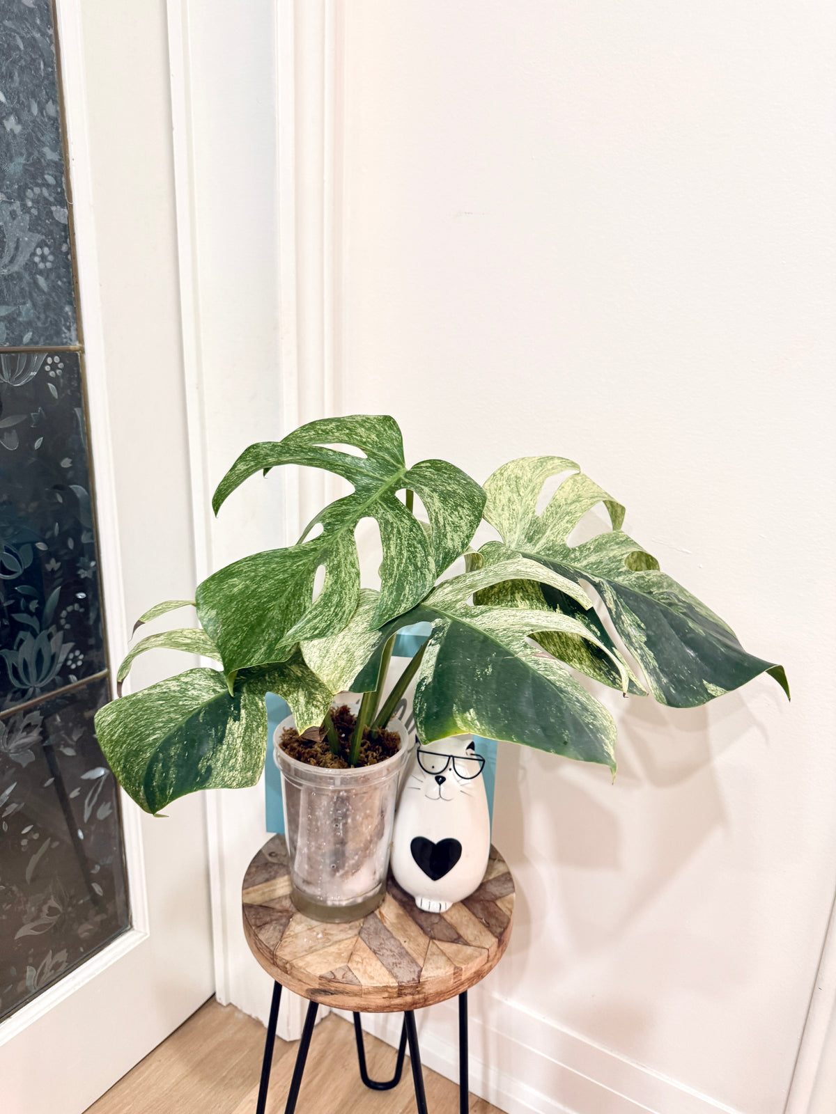 Monstera Jungle Mint