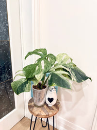 Monstera Jungle Mint