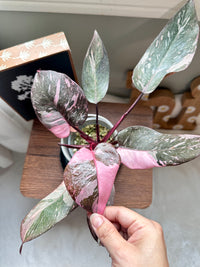 Philodendron Pink Princess Galaxy