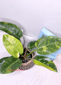 Philodendron Green Congo Nuclear