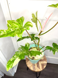 Philodendron Florida Beauty x Mayoi