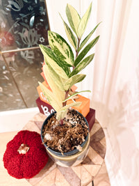 ZZPlant Aurea