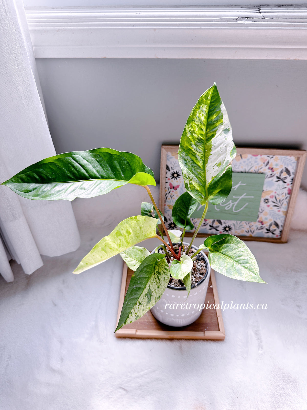 Anthurium Hookeri Variegated