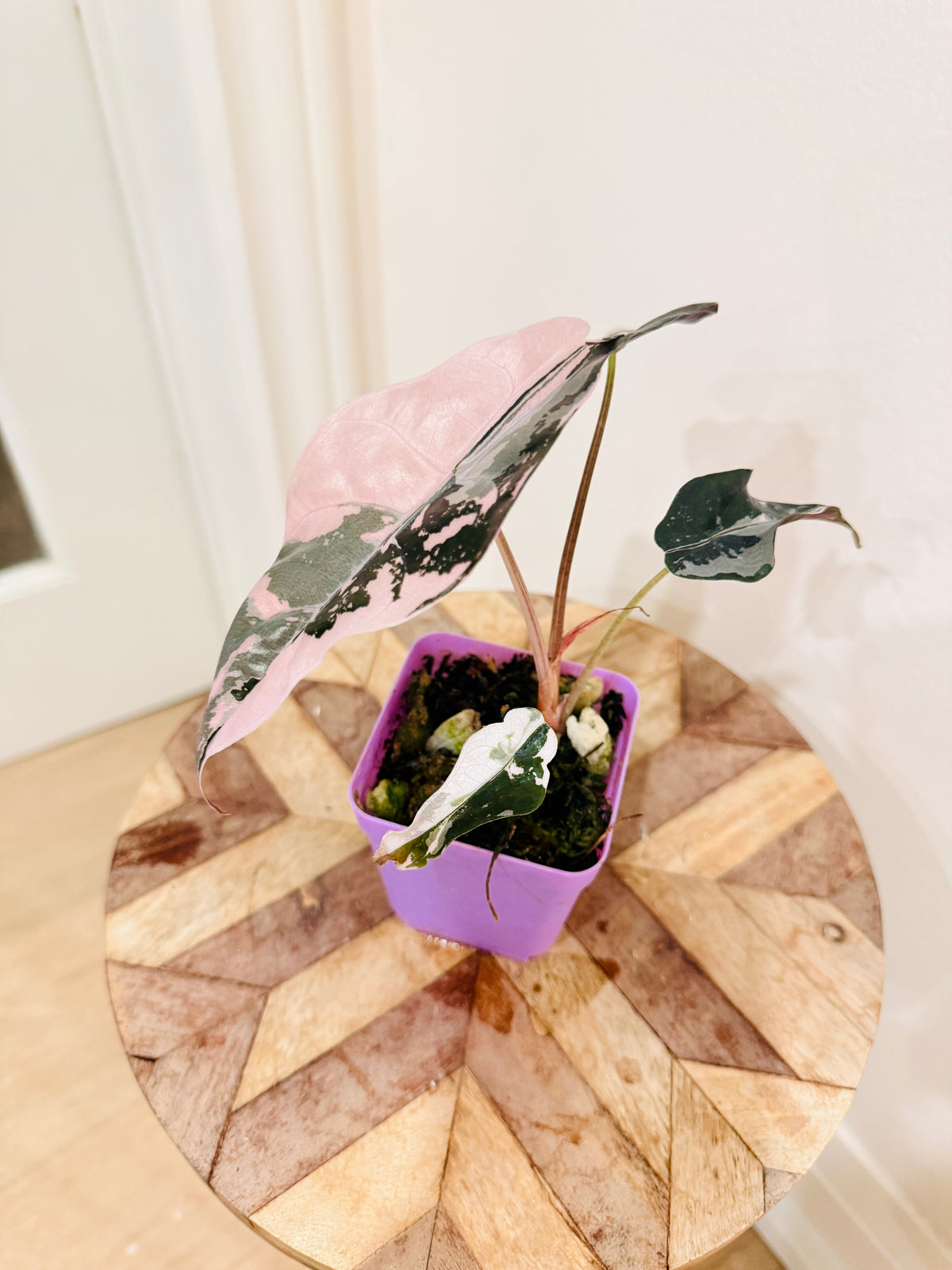 Alocasia Chantrieri Pink