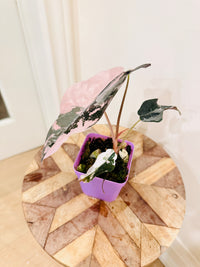 Alocasia Chantrieri Pink