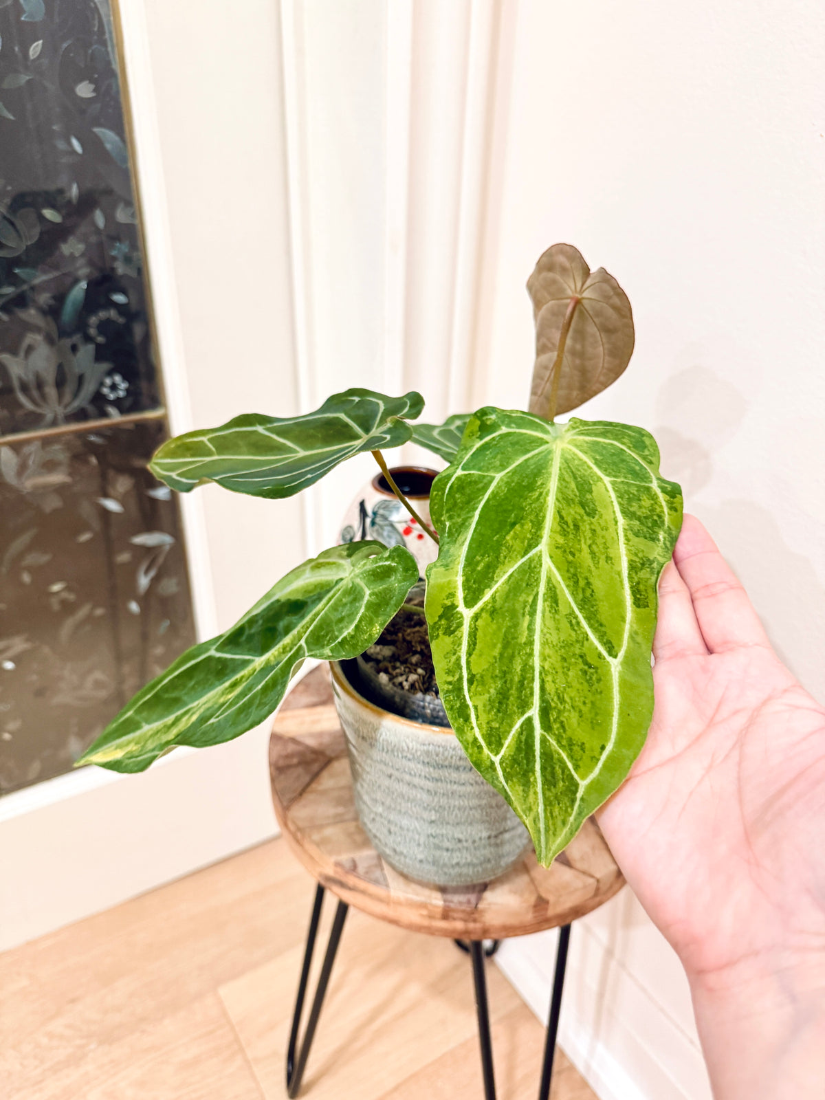 Anthurium Crystallinum x Forgetii Variegated