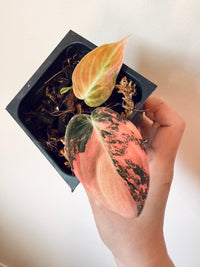 Philodendron Melanocrysum Orange "Bonfire"
