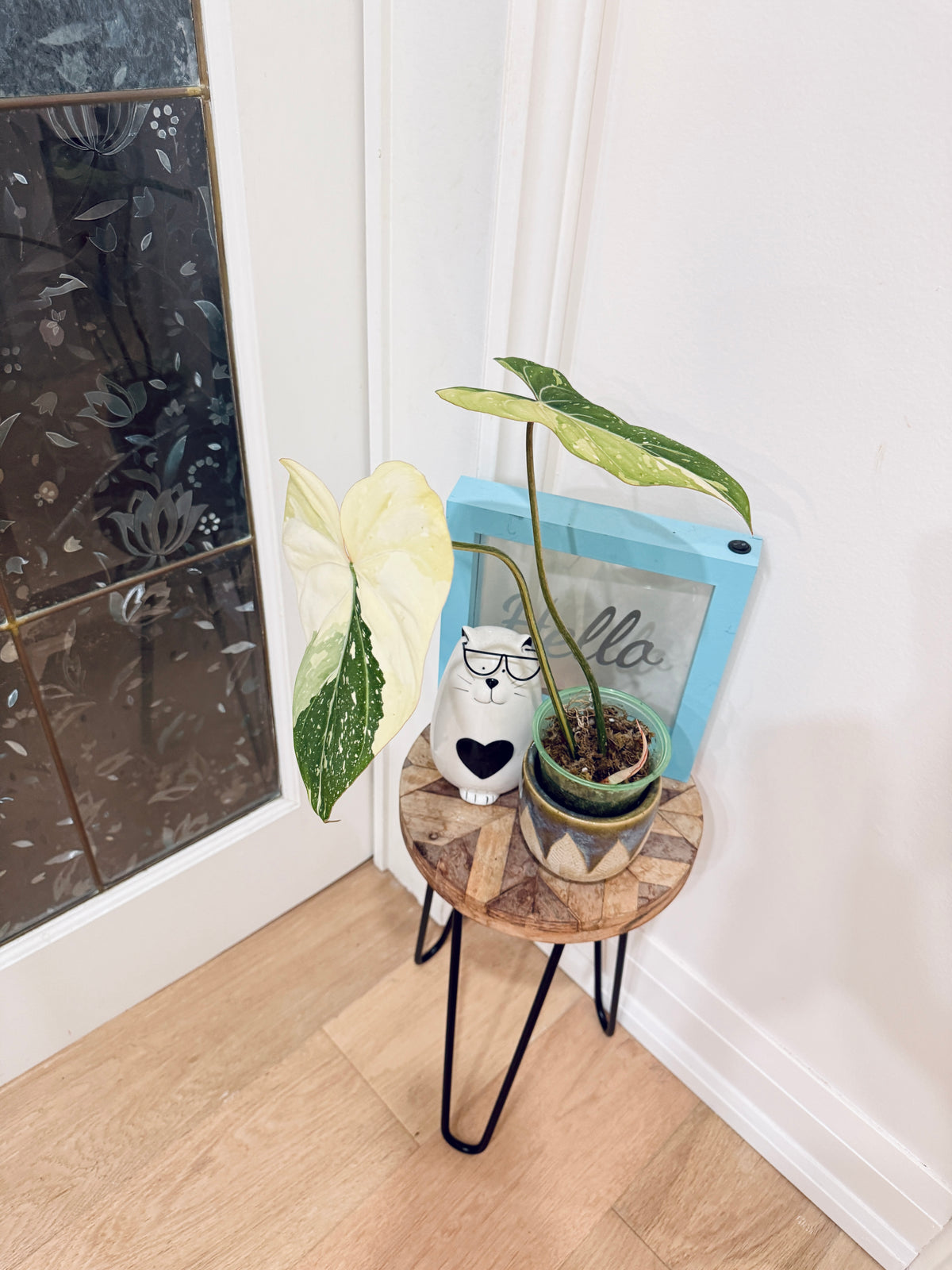 Philodendron Gloriosum Galaxy