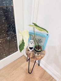 Philodendron Gloriosum Galaxy